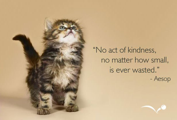 kitten image - No act of kindness, no matter how small, is ever wasted. - Aesop